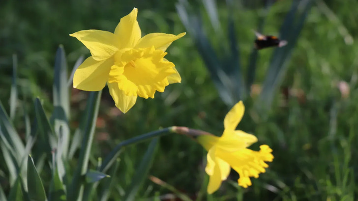 How Much Do You Know About Flowers And Plants?