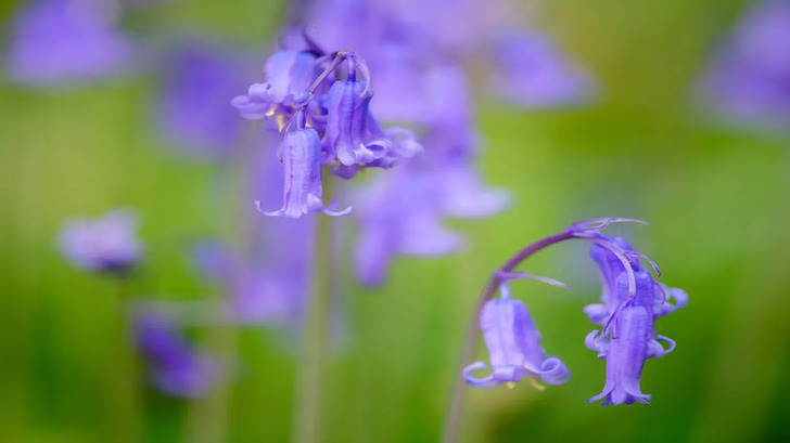 How Much Do You Know About Flowers And Plants?