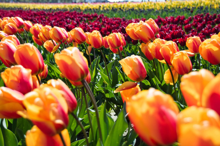 How Much Do You Know About Flowers And Plants?