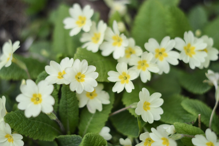 How Much Do You Know About Flowers And Plants?