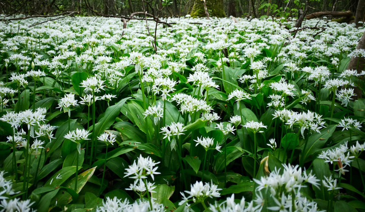 How Much Do You Know About Flowers And Plants?