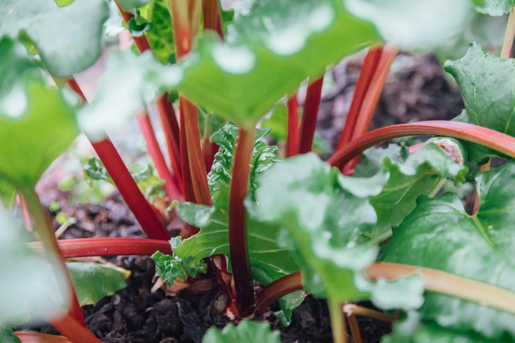 How Much Do You Know About Flowers And Plants?