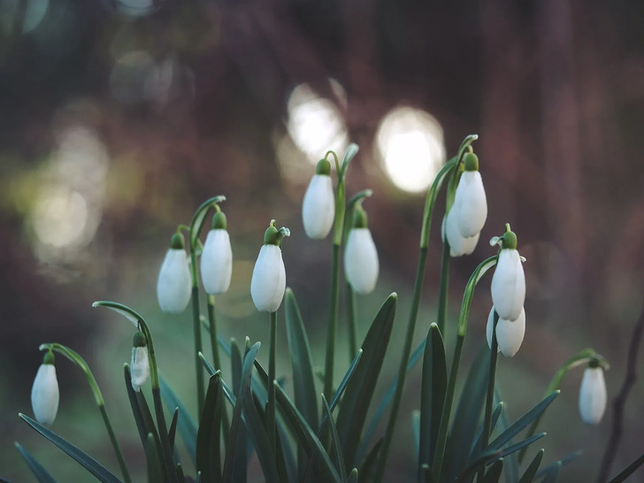 How Much Do You Know About Flowers And Plants?