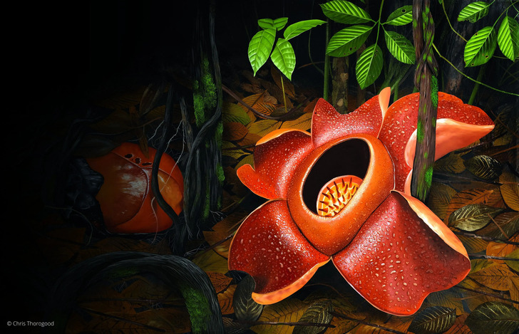 How Much Do You Know About Flowers And Plants?