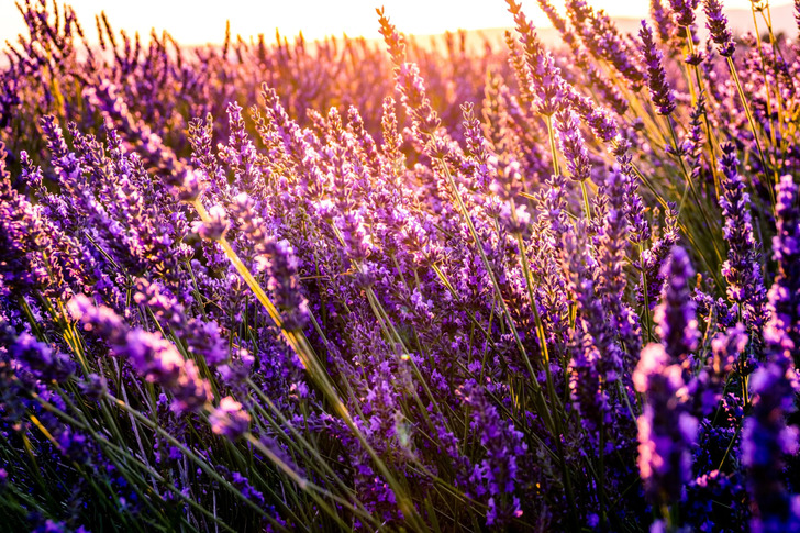 How Much Do You Know About Flowers And Plants?