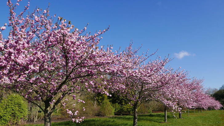 How Much Do You Know About Flowers And Plants?