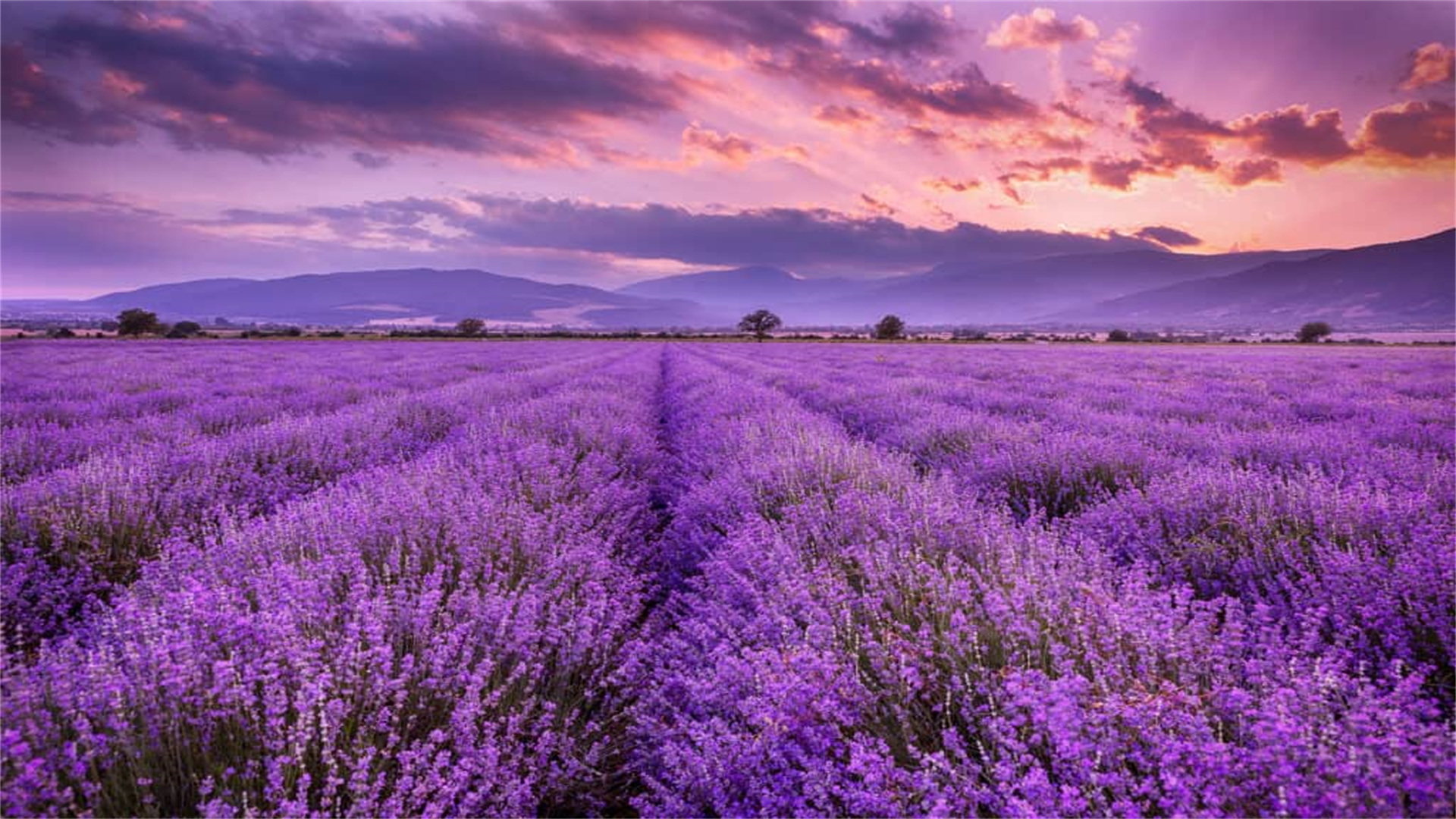 9 Easy-to-Grow Plants for a Stunning Outdoor Garden Retreat