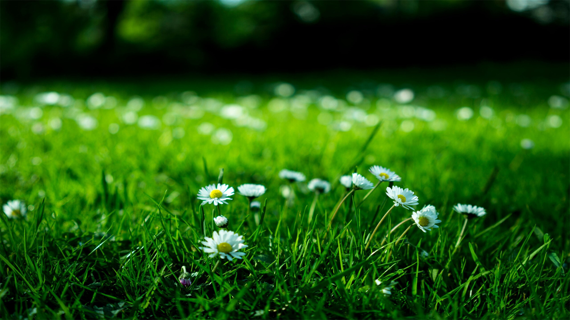11 Expert Secrets to Maintain a Healthy and Neat Lawn