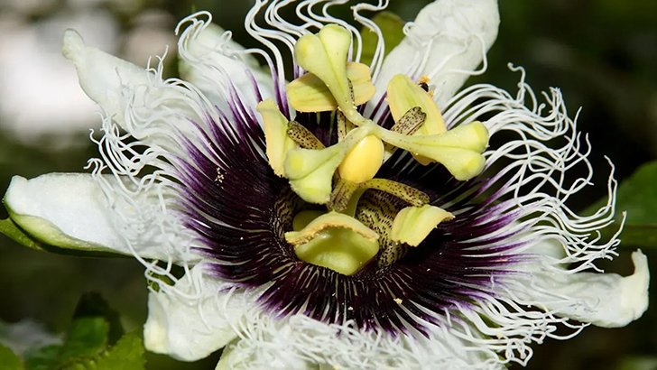 How Much Do You Know About Flowers And Plants?
