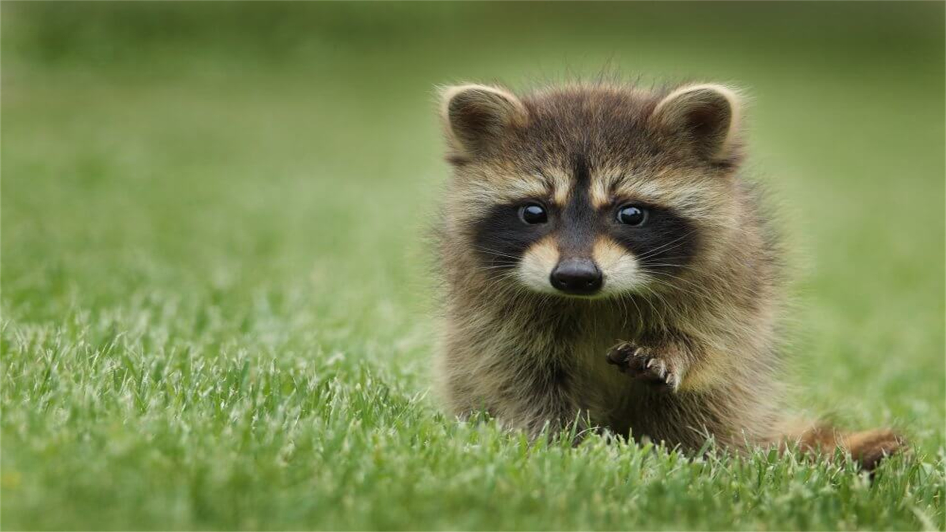 Keep Wildlife Out Without Chemicals